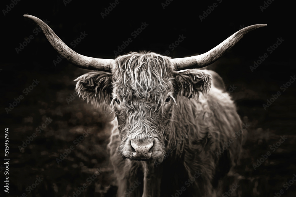 Highland Cow in Black & White - obrazy, fototapety, plakaty 
