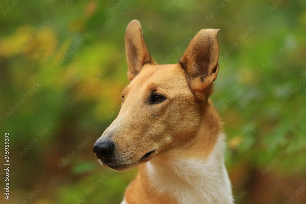 Portrait von einem Kurzhaarcollie