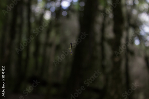 tree in forest