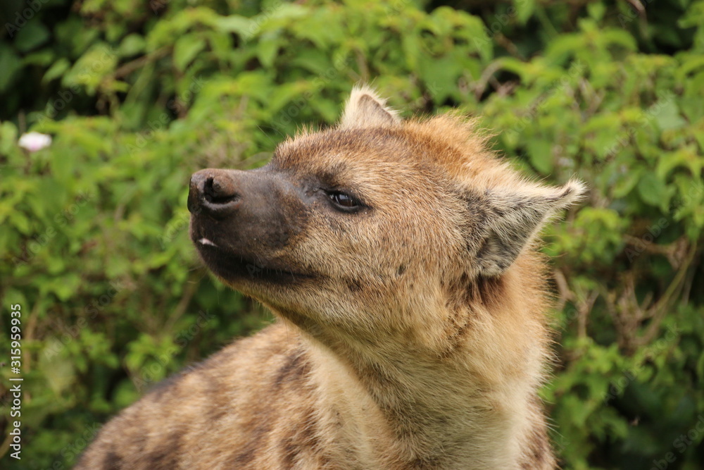 Narcissist wild Hyena caught on a Safari in Aberdare National Park (Kenya) Narcissist wild Hyena caught on a Safari in Aberdare National Park (Kenya)