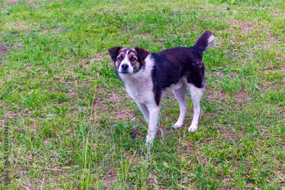 Portrait young dog playing in the meadow, green grass. Portrait young dog playing in the meadow, green grass.