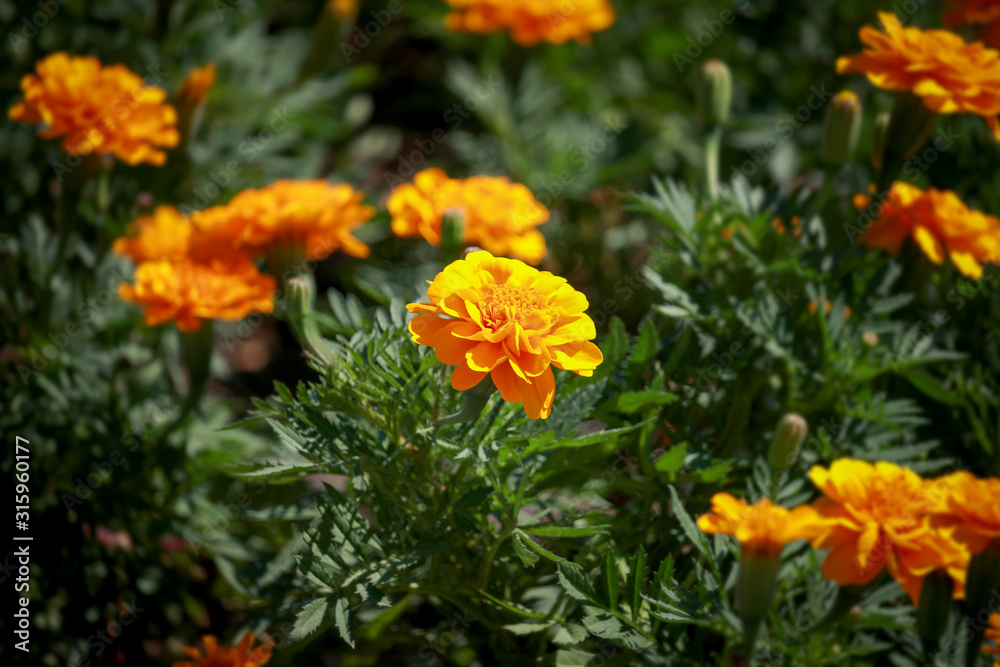 Beautiful french orange marigold flowers blooming in the summer garden Beautiful french orange marigold flowers blooming in the summer garden