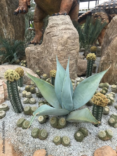 cactus with flowers