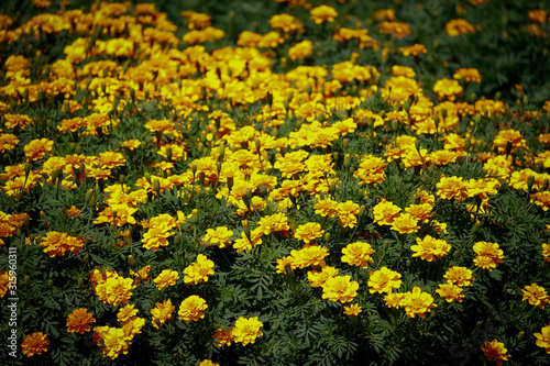 Beautiful french yellow marigold flowers blooming in the summer garden