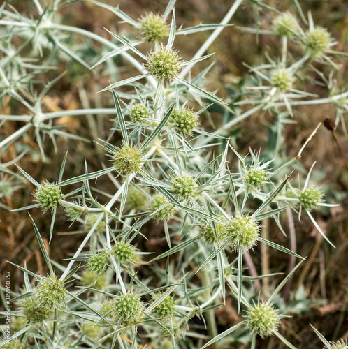 Close-up overhead view of multiple thistles