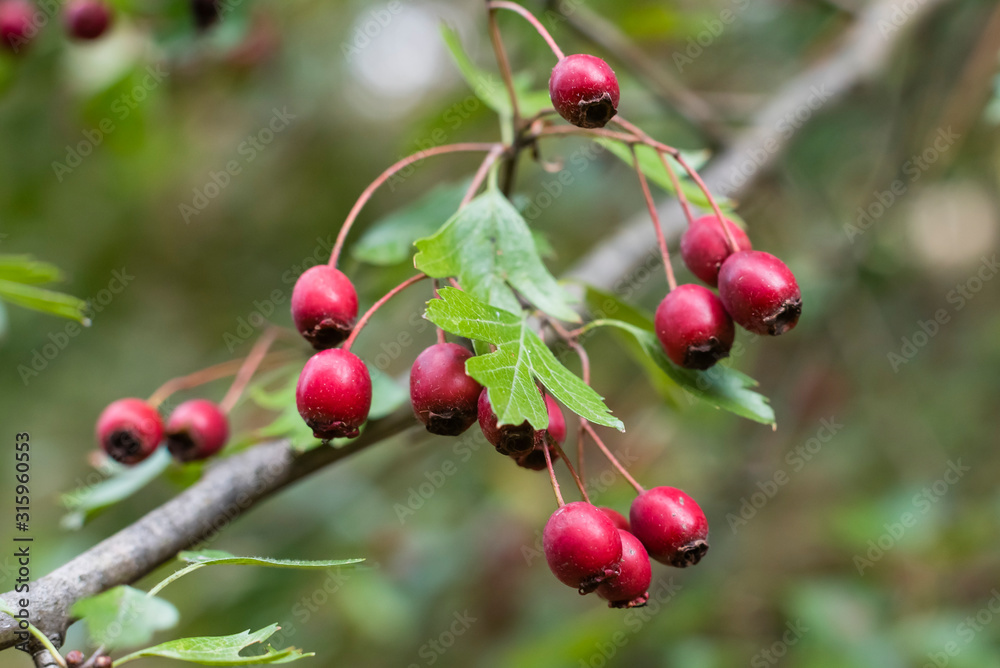 Fruit of the hawthorn, Crataegus, macro photo of the fruit of the hawthorn, Crataegus, in autumn warm light, Red Berries Fruit of the hawthorn, Crataegus, macro photo of the fruit of the hawthorn, Crataegus, in autumn warm light, Red Berries