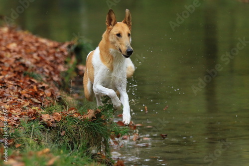 Kurzhaar Collie läuft am Wasser