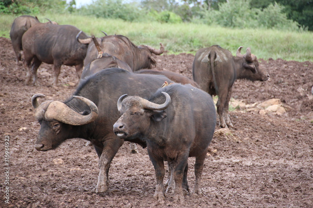 Buffalos walking on the mud and getting cleaned from birds in Aberdare National Park (Kenya) Buffalos walking on the mud and getting cleaned from birds in Aberdare National Park (Kenya)