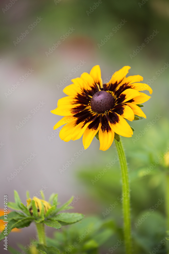 Rudbeckia flower Rudbeckia flower