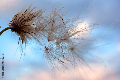 A plant with fluffy seeds against the sky during sunset.