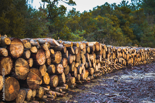 Stacked logs arranged in a row in jungle