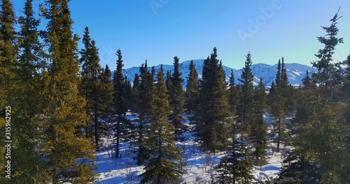 Alpine Evergreens and Mountains, Winter Travel, Adventures, Skiing, Sports, Glaciers