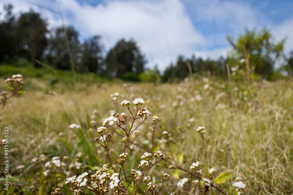 A close up of Anaphalis javanica or known as Java Edelweiss flower on Mount Argapura. Mount Argapura has the longest climbing track in Java, the distance is around 63km total.