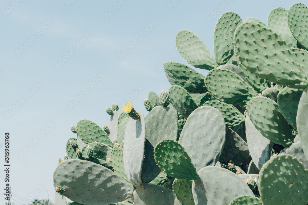 Fototapeta Cactus plant. Creative, minimal, styled concept for bloggers.