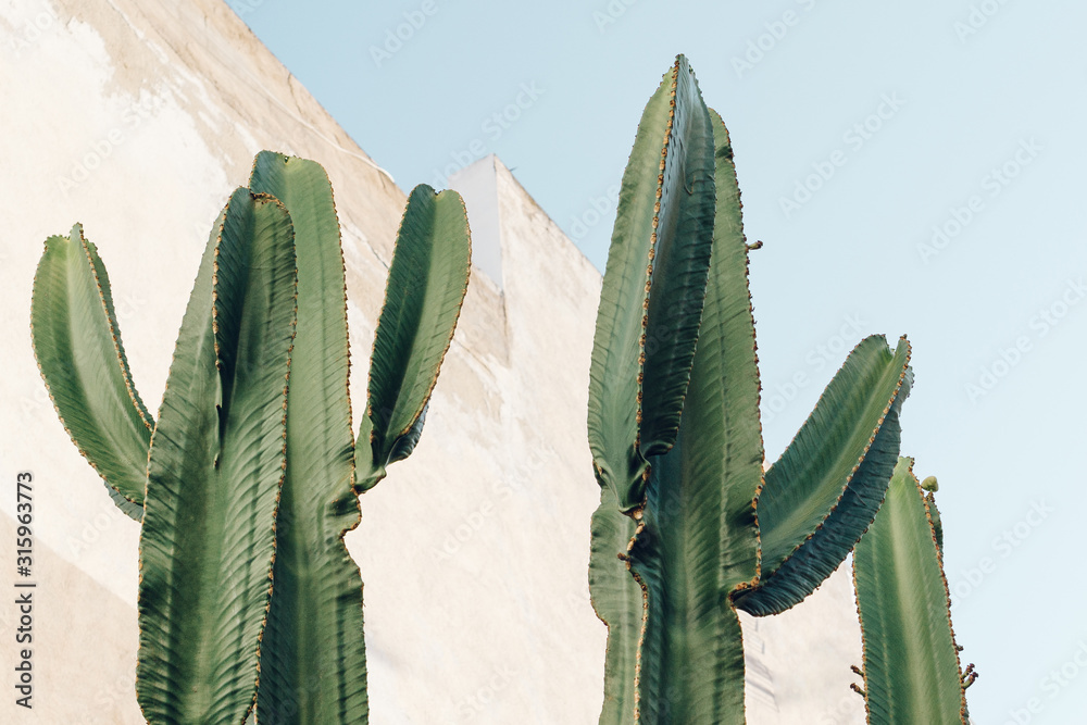 Fototapeta Kaktusowa roślina. Kreatywna, minimalistyczna stylizowana koncepcja dla blogerów.