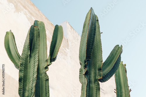 Cactus plant. Creative, minimal, styled concept for bloggers.
