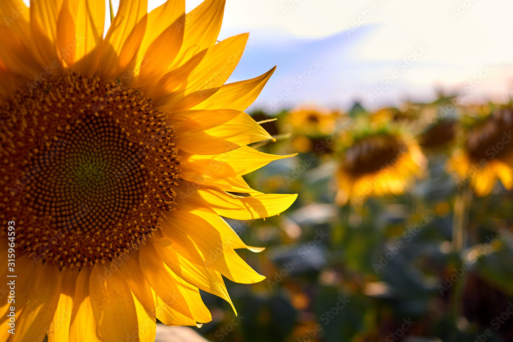 Obraz premium Closeup beautiful sunflower field at sunset