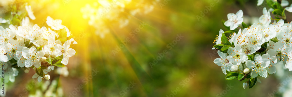 Banner 3:1. Cherry blossom in full bloom with sun lights against defocused background. Spring background. Copy space. Soft focus - obrazy, fototapety, plakaty 