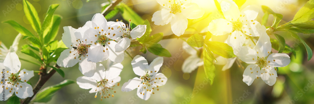 Obraz premium Banner 3:1. Cherry blossom in full bloom with sun lights against blue sky. Spring background. Copy space. Soft focus