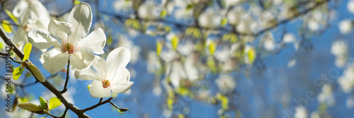 Banner 3:1. White magnolia flower on tree against blue sky. Spring background. Soft focus