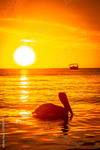 A pelican swimming in the West End Sunset in the Caribbean Sea  Roatan Island. Honduras
