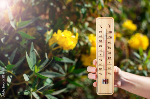 Thermometer beside trees with yellow flowers. Weather forecast and summer concept