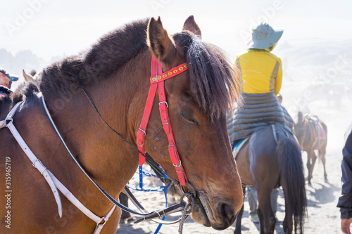 A horse on Mount Bromo. Mount Bromo is an active volcano and one of the most visited tourist attractions in East Java, Indonesia. photo