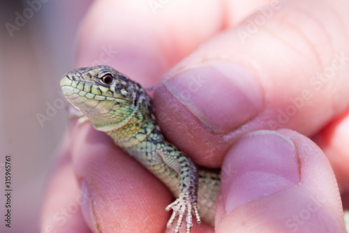 human hand holding a little green lizard with a long tail