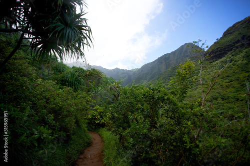 Fototapeta Naklejka Na Ścianę i Meble -  hiking on jungle trail
