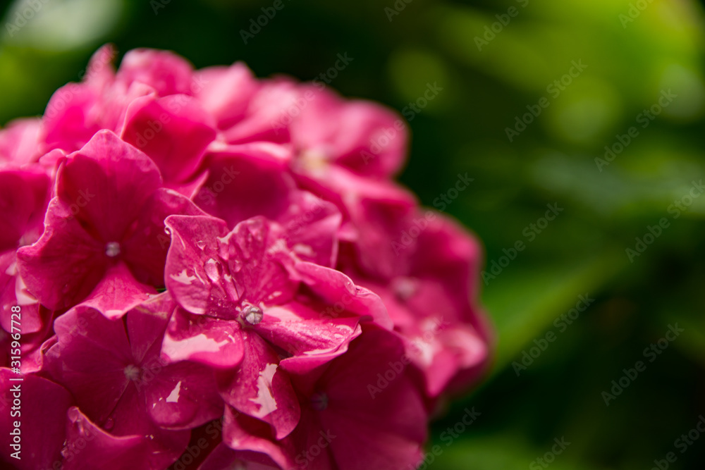 Colorful fresh flowers in dew drops. Close up macro.