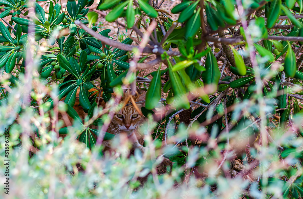 Cats of Malta - stray ginger tabby cat hiding in bushes and looking to the camera at the Independence Garden park in Sliema, Malta.