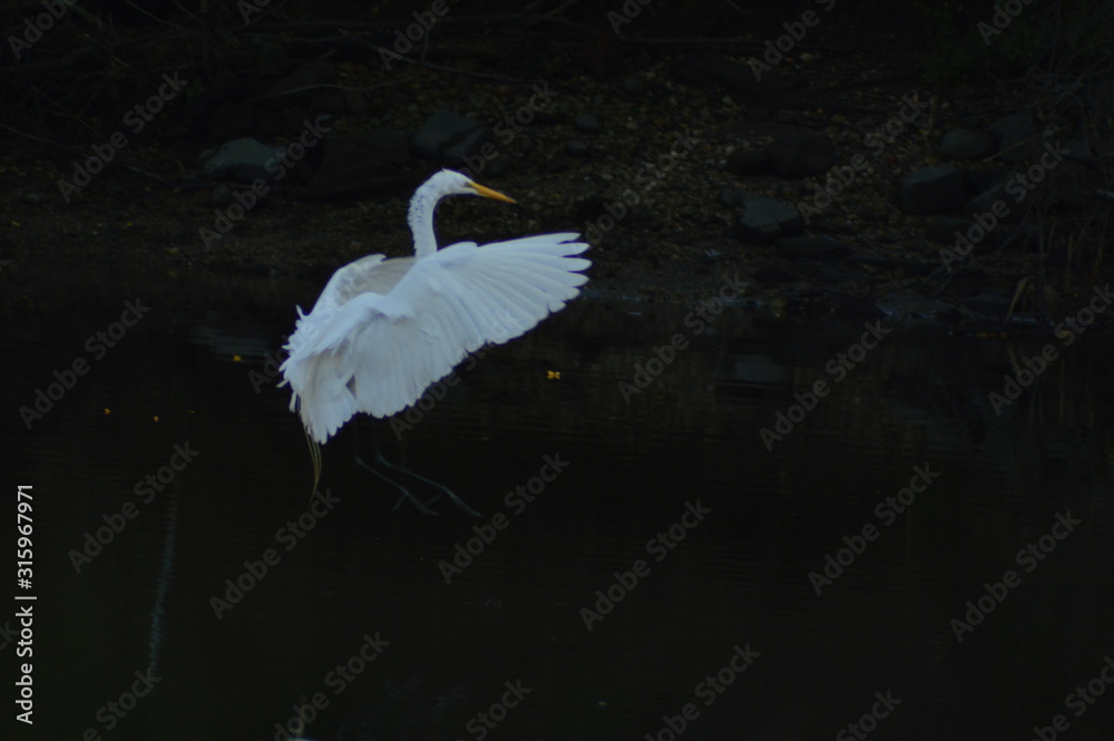 Naklejka premium Egret Landing