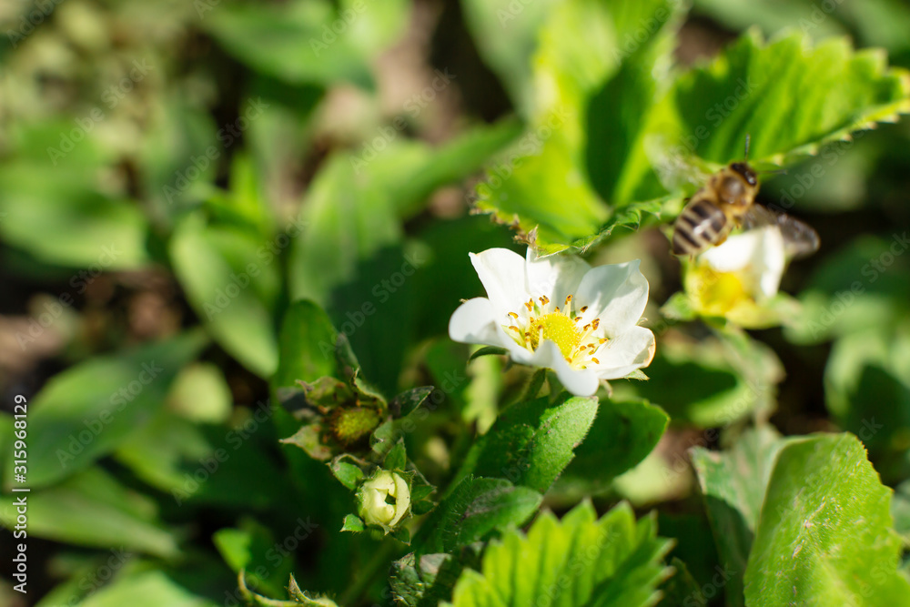 A bee pollinates a strawberry flower in the garden A bee pollinates a strawberry flower in the garden