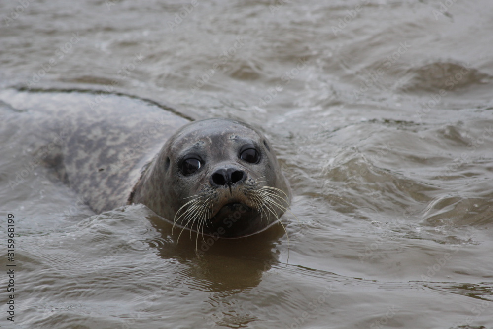 Obraz premium Robbe im Wasser