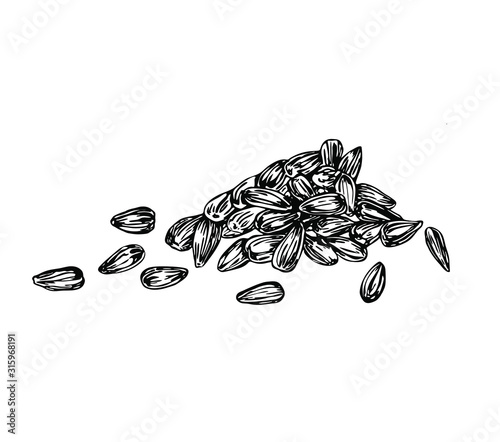 Sunflower seeds in line art style.