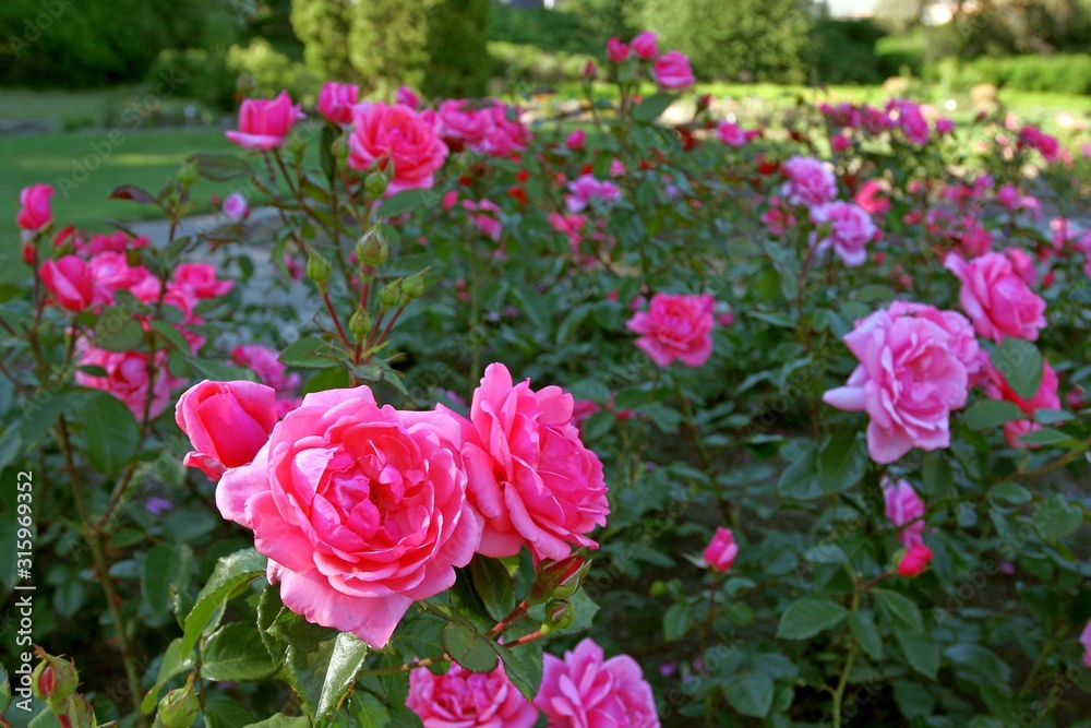 Many pink blossomed roses in front of a forest at the Garden or Park Many pink blossomed roses in front of a forest at the Garden or Park