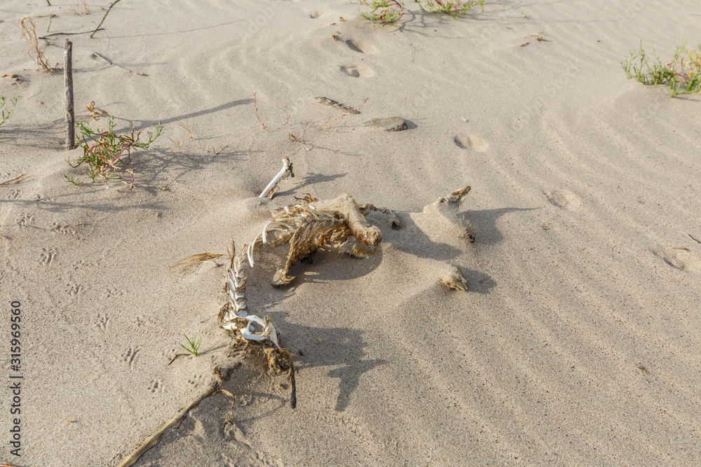 Dried up and covered with dusting sand by sun bleached remains of dead hare, Lepus europaeus, on river dune. Dried up and covered with dusting sand by sun bleached remains of dead hare, Lepus europaeus, on river dune.