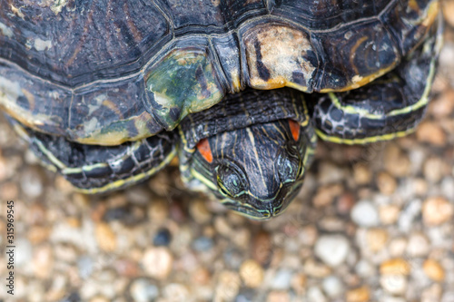 Red Eared Terrapin - Trachemys scripta elegans. Red eared slider turtle in the summer sunlight © Kate