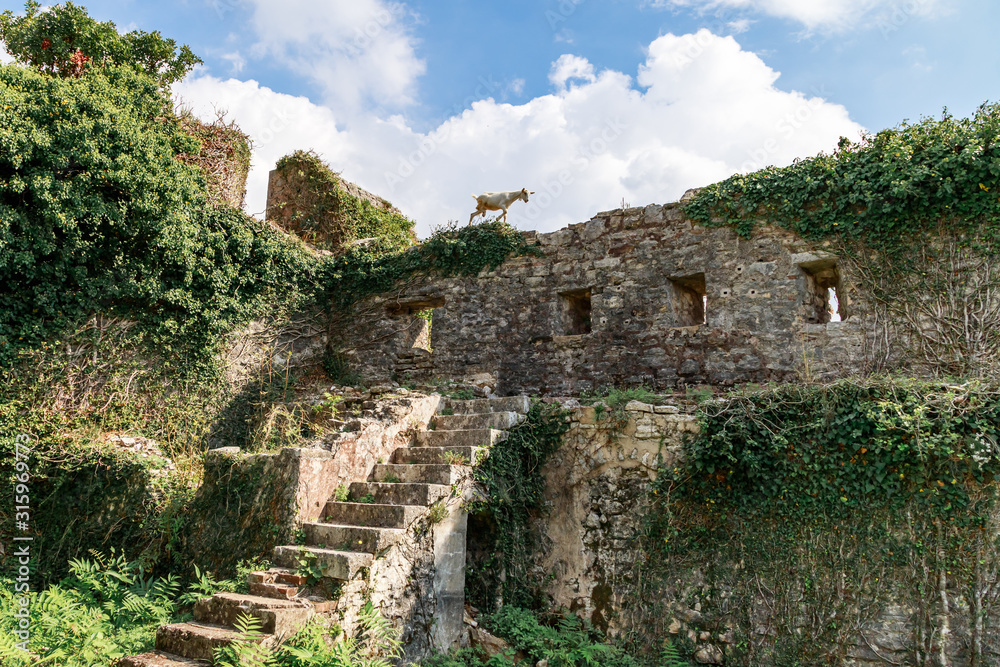 Spanjola Fortress Ruins, empty staircase leading to the walls, mountain goat on the wall. Herceg Novi, Kotor Bay, Montenegro.