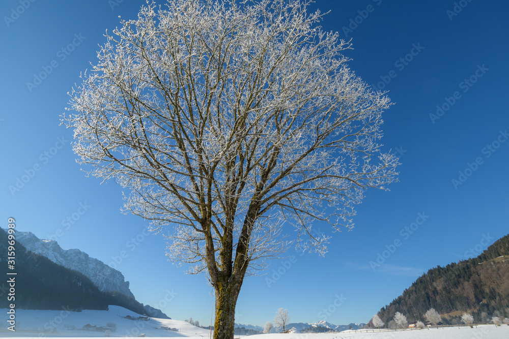 Raureif in Baumvor blauem Himmel  in den Bergen mit Schnee