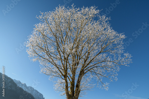 Raureif in Baumvor blauem Himmel in den Bergen mit Schnee