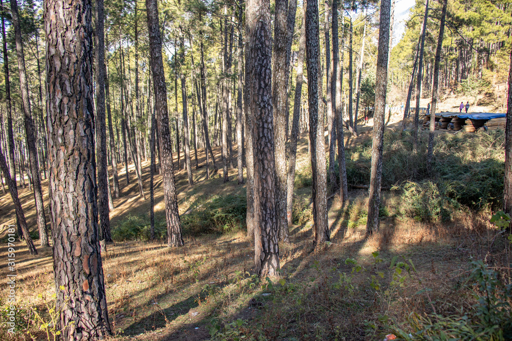 Fototapeta premium A forest of tall pine trees