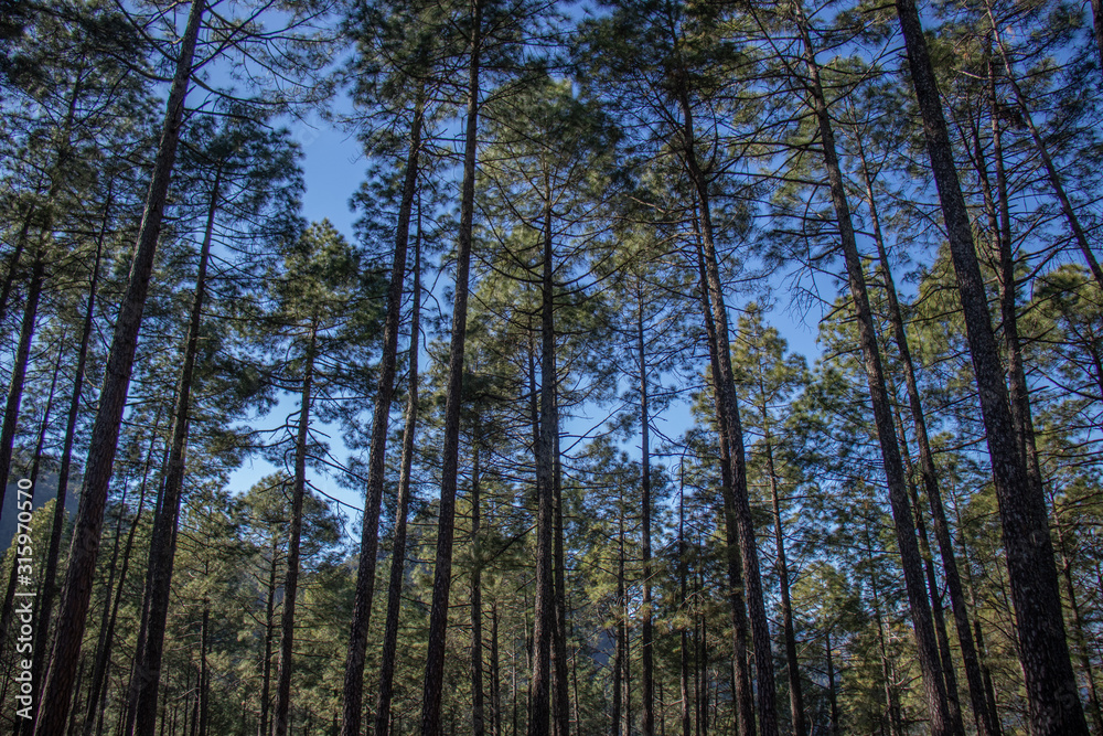Tall pine trees vertical views Tall pine trees vertical views