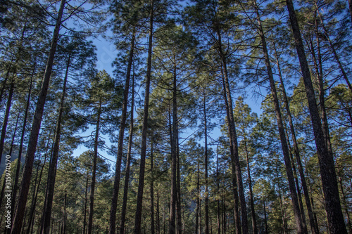 Tall pine trees vertical views