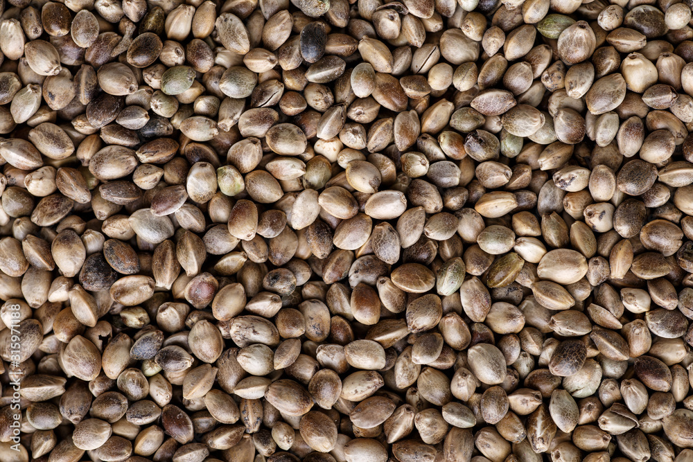 Many Cannabis seeds. Macro detail of marijuana seed. Organic Hemp seed. Hemp seeds background in macro.Medicinal cannabis with extract oil in a bottle Many Cannabis seeds. Macro detail of marijuana seed. Organic Hemp seed. Hemp seeds background in macro.Medicinal cannabis with extract oil in a bottle
