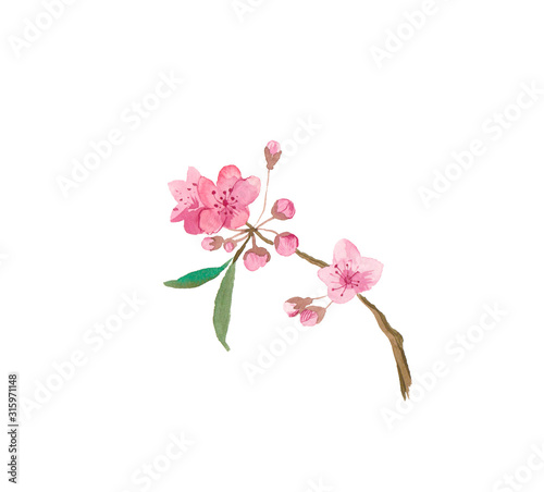 One branch watercolor sakura with flowers  leaves and buds.Botany illustrations on the white  isolated background hand drawn. Design for stickers  wrapping paper  wallpaper  packaging and postcards.