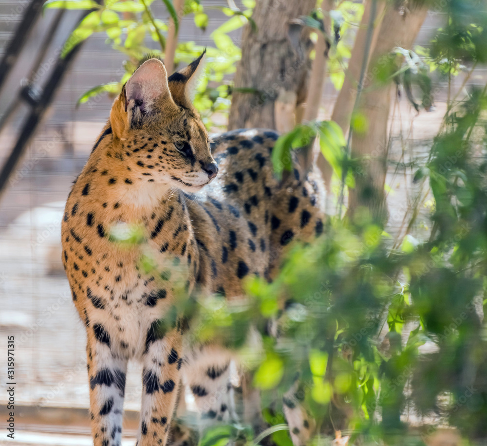 Wild Animal Serval Cat in African Jungle Wild Animal Serval Cat in African Jungle