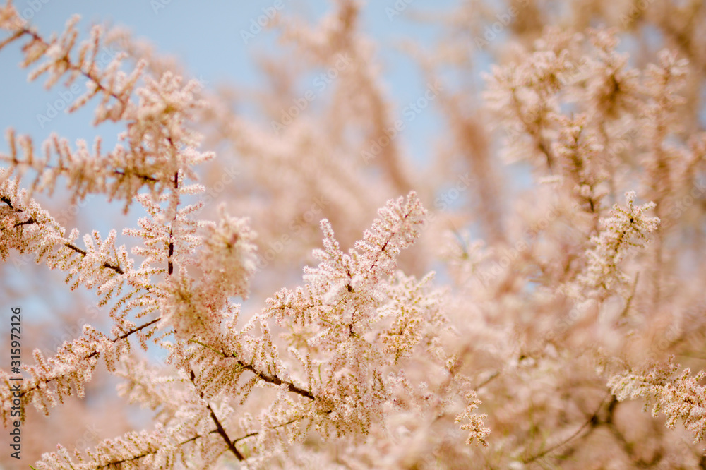 Spring flowering tamarisk bushes on a blurred background with bokeh. Pink flowers on a branch. Spring flowering tamarisk bushes on a blurred background with bokeh. Pink flowers on a branch.