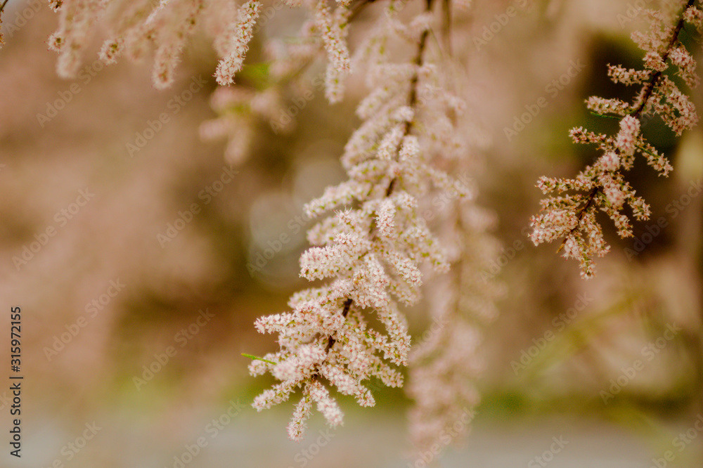 Spring flowering tamarisk bushes on a blurred background with bokeh. Pink flowers on a branch. Spring flowering tamarisk bushes on a blurred background with bokeh. Pink flowers on a branch.