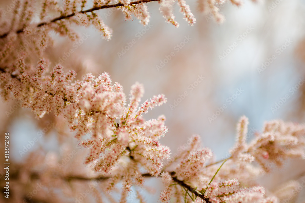 Spring flowering tamarisk bushes on a blurred background with bokeh. Pink flowers on a branch.
